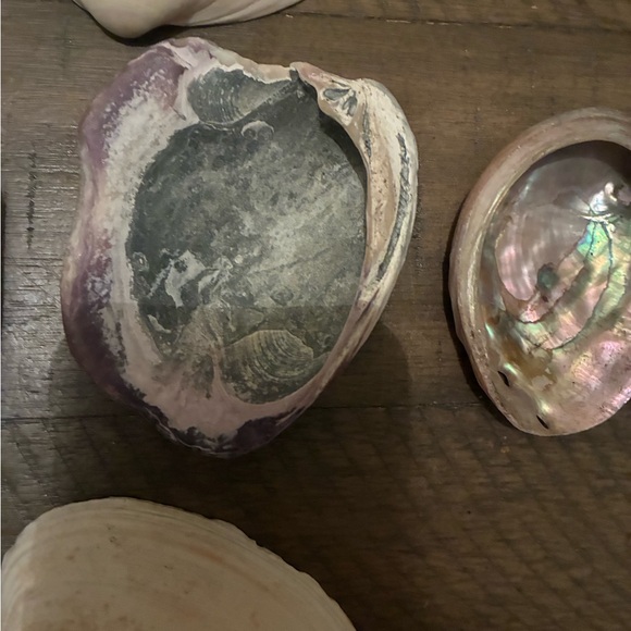 Assorted Seashell Collection - Picture 11 of 16